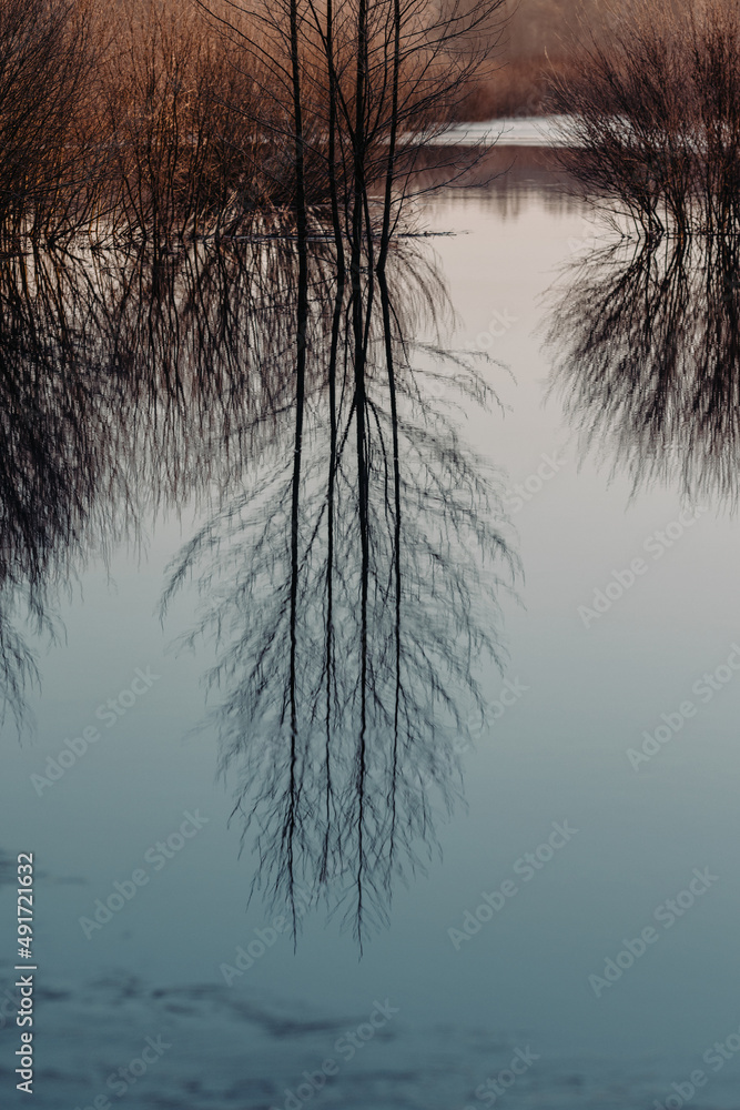 Obraz premium Tree branches reflect in spring water