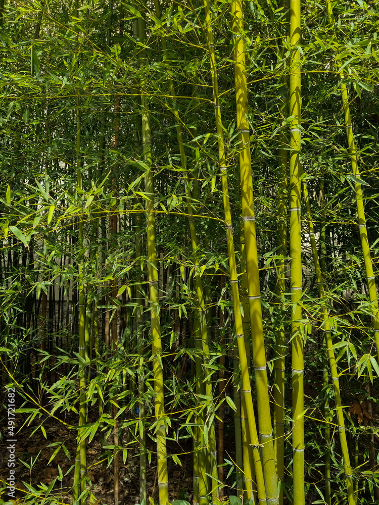 Fototapeta premium Bamboo forest background - Japan nature.
