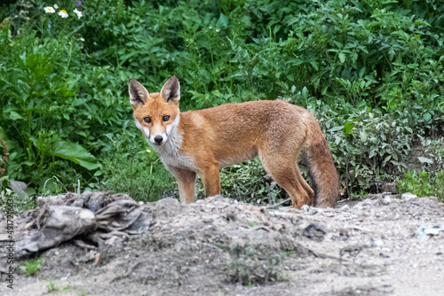 Wallpaper Mural red fox in the wild Torontodigital.ca