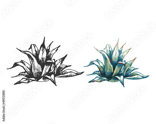 17_blue agave graphic colored blue agave, main ingredient of tequila, sketch, vector illustration isolated on white background, drawing of agave cactus, side view, colorful illustration, set, colored 