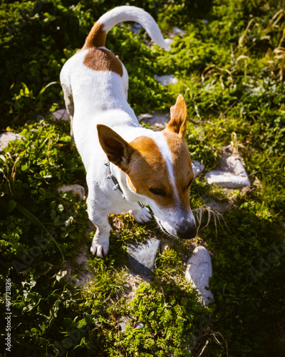 Dog playing in nature
