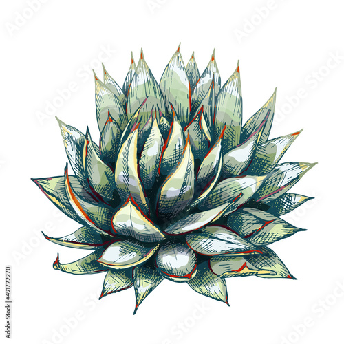 13_blue agave graphic colored blue agave, main ingredient of tequila, sketch, vector illustration isolated on white background, drawing of agave cactus, side view, colorful illustration