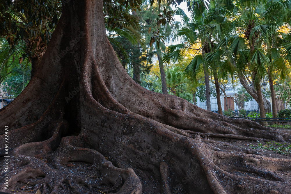 The great buttress roots of a Moreton Bay Fig (Ficus macrophylla), Plaza de Mina, Cádiz, Andalusia, Spain