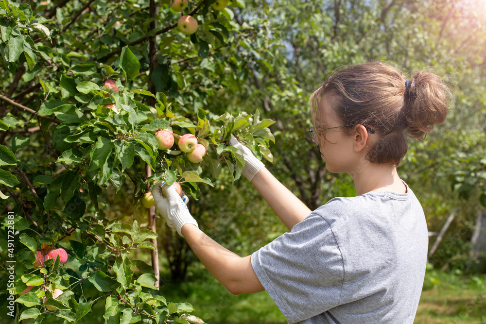Young Caucasian girl picking an apple from a tree. Autumn harvest in the garden Young Caucasian girl picking an apple from a tree. Autumn harvest in the garden