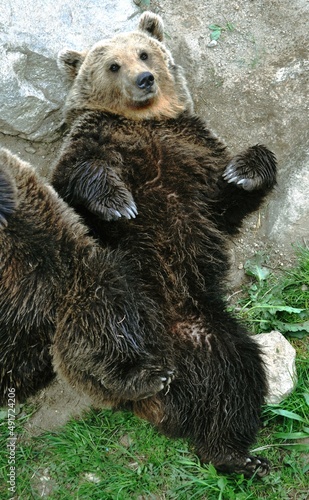 Grattage du dos d'un ours sur de l'herbe fraîche