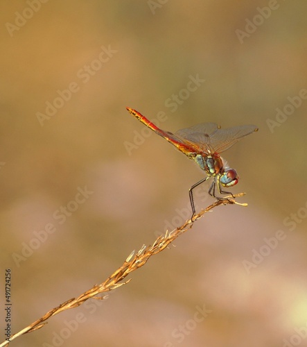 Macro d'une libellule © Yann