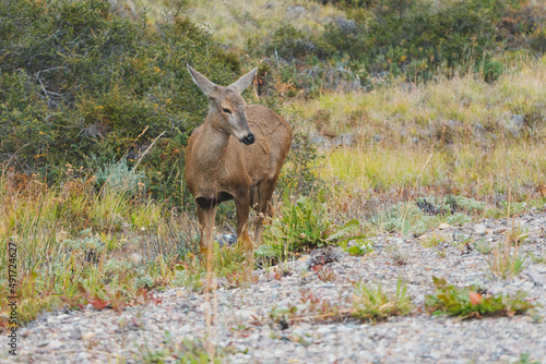 huemul ojos entre cerrados 