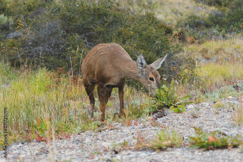 huemul comiendo