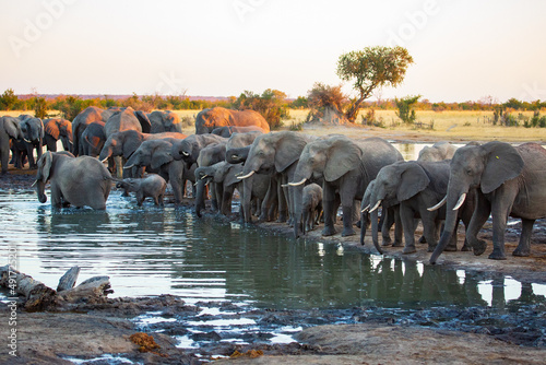 Herd of African elephants at Nehibma watering hole, Hwange National Park, Zimbabwe Africa photo