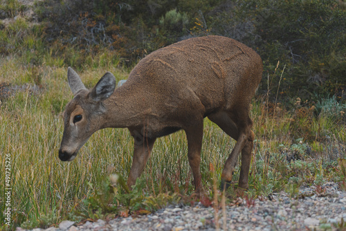 huemul caminando patagonia chilena