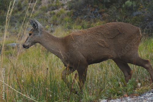 huemul caminando patagonia chilena