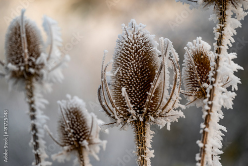 Beautiful close-up of dried wild teasel or fuller's teasel (Dipsacus fullonum), a flowering plant with a thistle-like flower head, covered in ice, suitable as a natural winter background photo