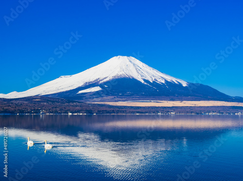 逆さ富士と白鳥 山中湖