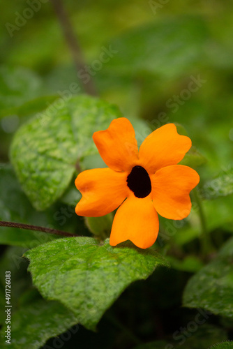 A beautiful photo of an orange tropical flower, plant, with a black spot in the center, against a background of green