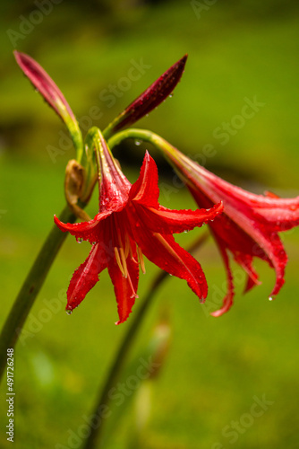 Beautiful photo of a tropical plant, red plant, bluebells, after rain, on a green background