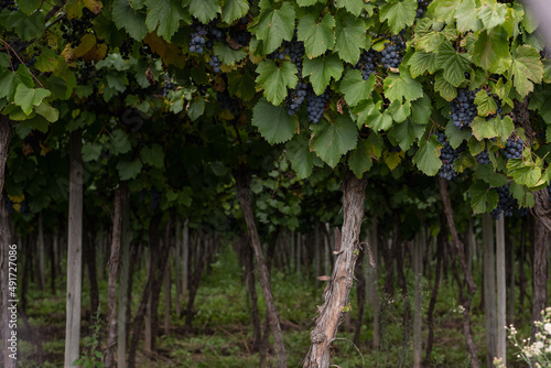vineyard grape closeup for wine photo