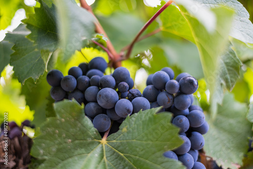 Slika na platnu vineyard grape closeup for wine