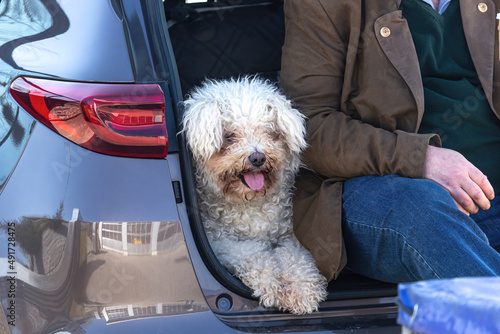 Portrait of a white fluffy pumi dog and its owner sitting on the cargo bay of a car during a travel break photo