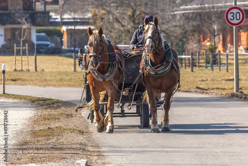 Two draft horses pulling a horse buggy in bavaria