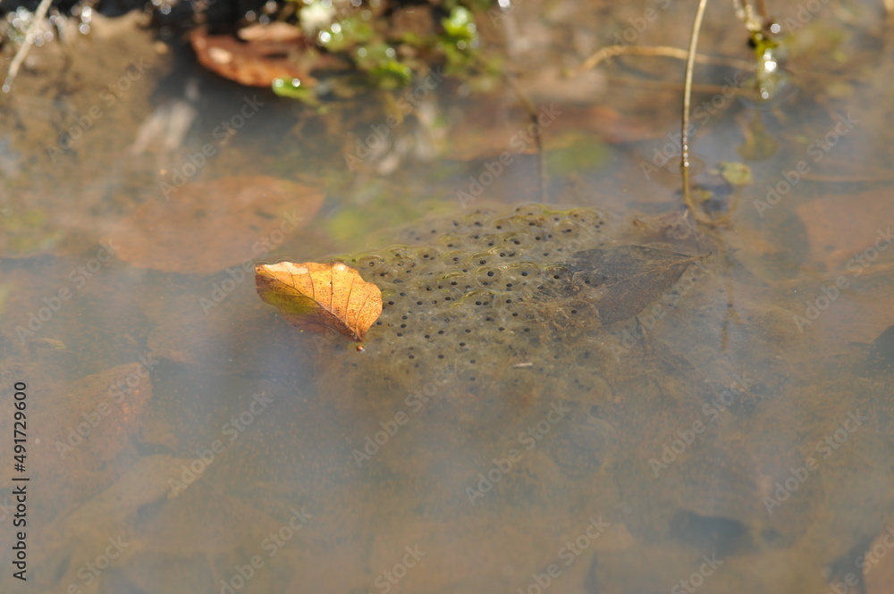 Frog eggs, the life cycle of frogs. Frogspawn in water Stock Photo ...