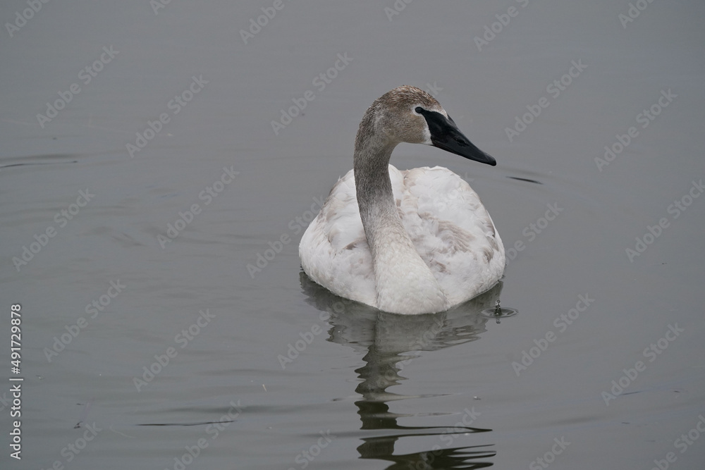 Trumpeter swans - adults plain white, juveniles brownish feathers. Family group in large flock of swans on overcast winter day Trumpeter swans - adults plain white, juveniles brownish feathers. Family group in large flock of swans on overcast winter day
