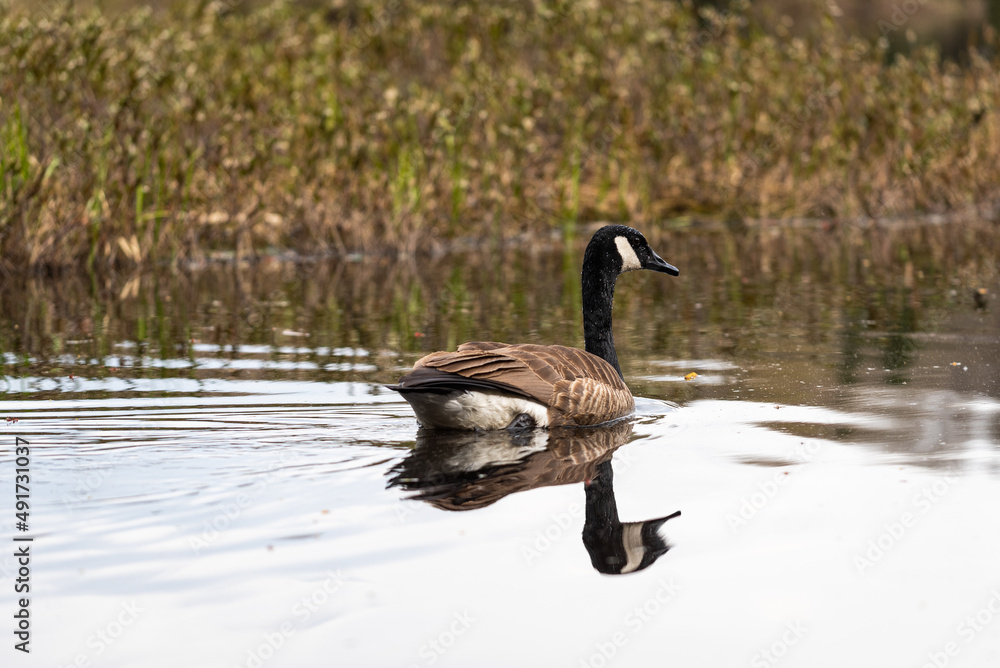 Canada goose (Branta canadensis) on a pond in the Belair Mount natural park in Quebec city. Canada goose (Branta canadensis) on a pond in the Belair Mount natural park in Quebec city.