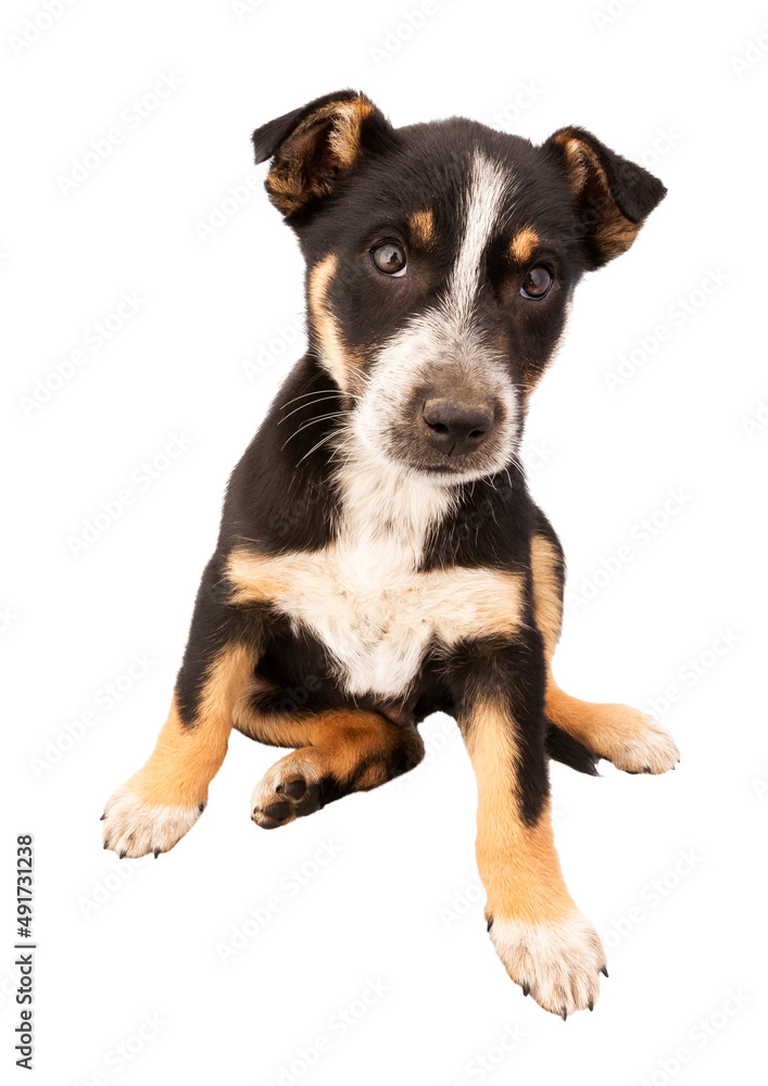 Australian cattle dog puppy Australian cattle dog puppy