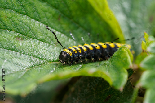 Black caterpillar with yellow stripes on a strawberry leaf. © lapis2380