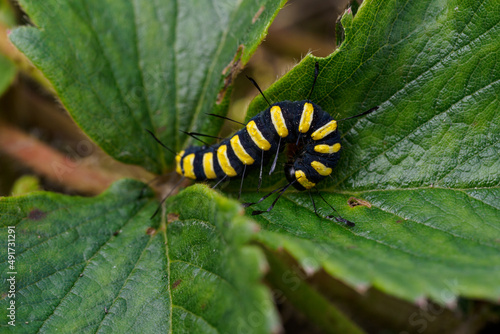 Black caterpillar with yellow stripes on a strawberry leaf.