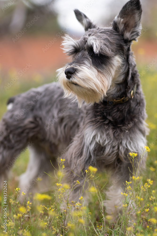 schnauzer on the grass