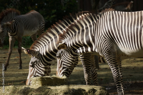 Gr  vy s zebras enjoying their food showcasing their stripes on their body