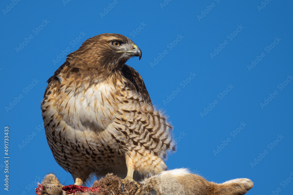 red-tailed hawk eating a rabbit red-tailed hawk eating a rabbit