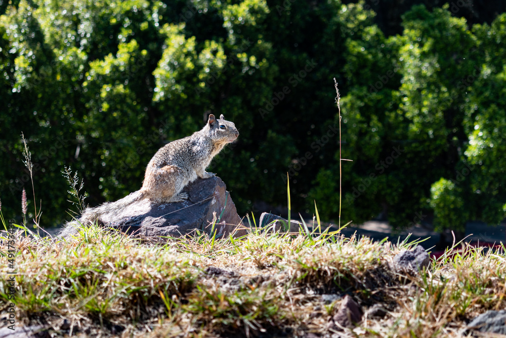 Obraz premium Gray squirrel in a park. Nature concept.