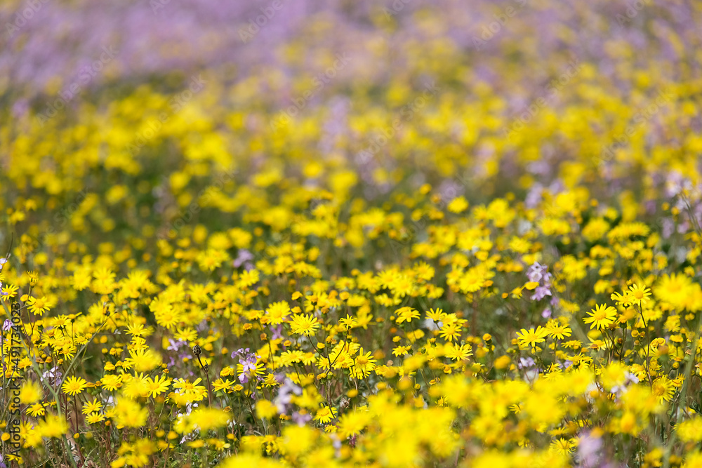 Flowering of Levkoy or matthiola and Senecio in the meadow Flowering of Levkoy or matthiola and Senecio in the meadow