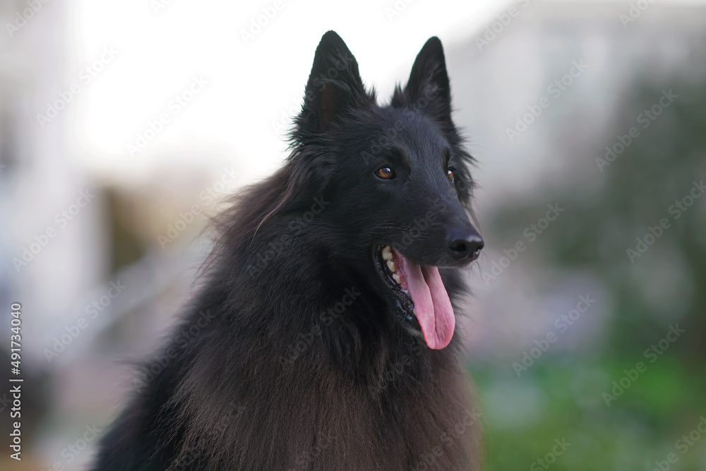 The portrait of a young Belgian Shepherd dog Groenendael posing outdoors in summer