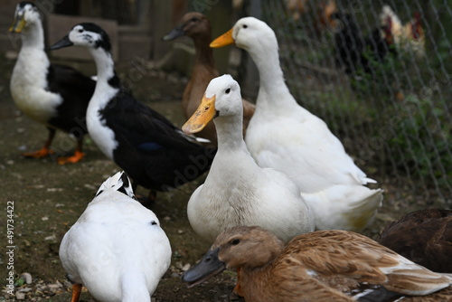 multiple ducks in the same area, highlighted of the white duck in the middle.