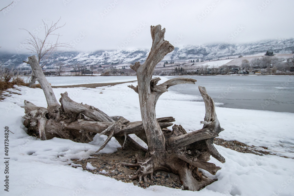 Fototapeta premium driftwood on a snow covered beach at Osoyoos Lake