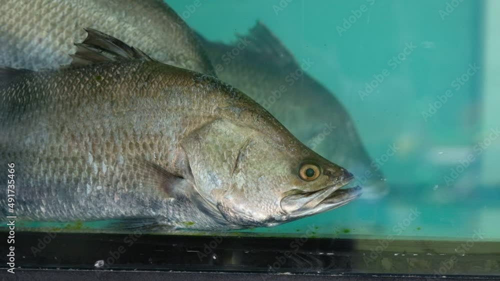 white snapper in the tank, closeup fish
white snapper in the tank, closeup fish