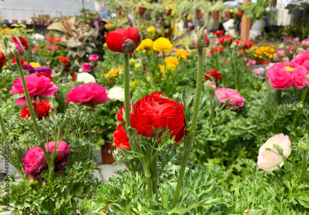 Beautiful flowering Buttercup or ranunculus (lat. - Ranunculus) Beautiful flowering Buttercup or ranunculus (lat. - Ranunculus)
