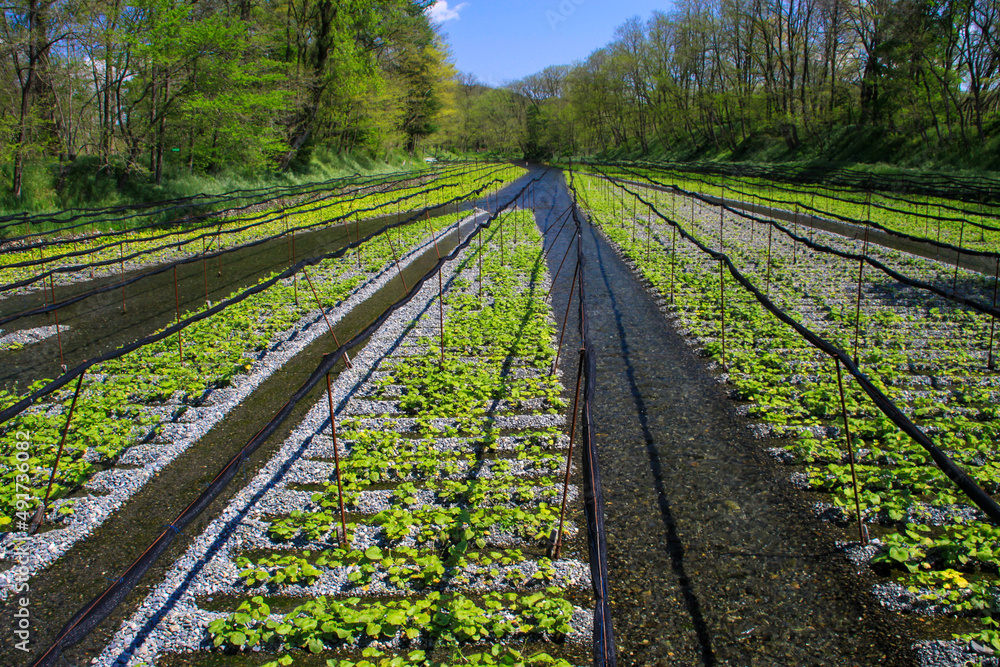 Obraz premium 大王わさび農場