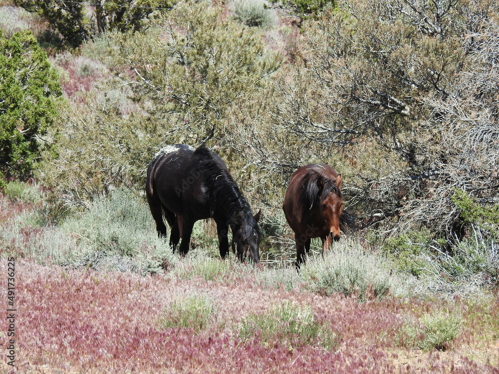 Wild horses living in the Nevada Desert, between Carson and Virginia Cities. Wild horses living in the Nevada Desert, between Carson and Virginia Cities.