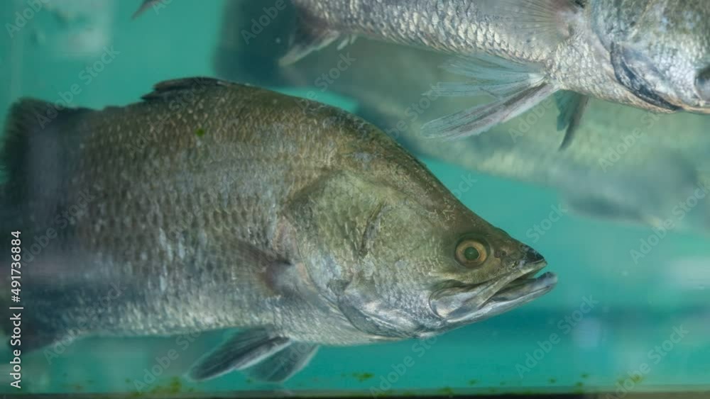 white snapper in the tank, closeup fish
white snapper in the tank, closeup fish