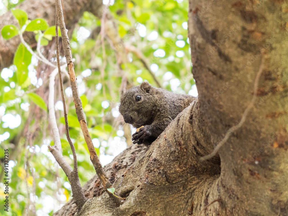 squirrel in the park squirrel in the park