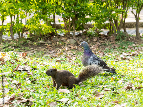 squirrel and dove