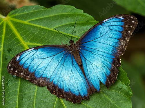 Canvas Print butterfly on leaf