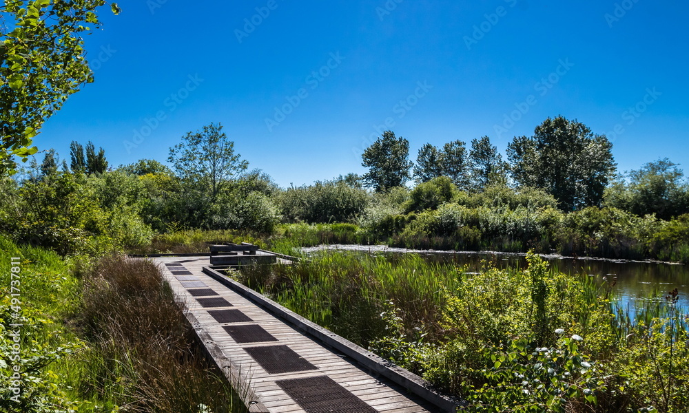 
Wooden walking trail laid over the lake with a table and a bench in Terra Nova Park in the city of Richmond BC Canada
