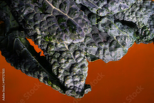 Close-up view of the texture of lacinato kale (dinosaur kale) leaves photo