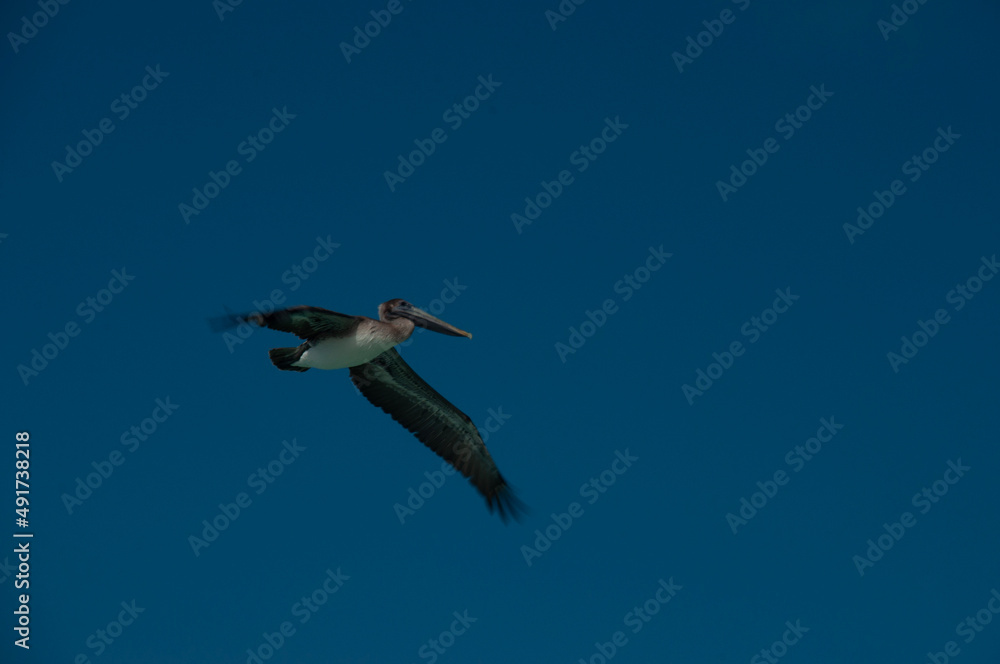 Obraz premium Pelican in flight Cuba