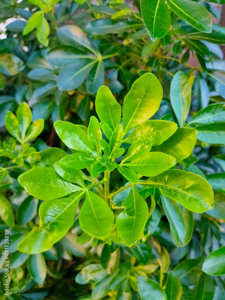 close up of green leaves close up of green leaves