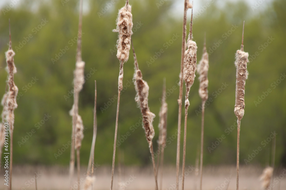 Naklejka premium Dry Cattails